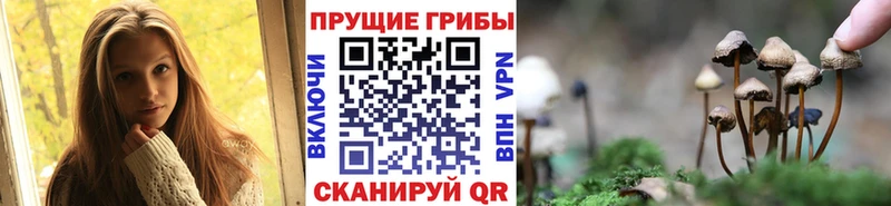 Галлюциногенные грибы Psilocybine cubensis  Купить где  Белово 